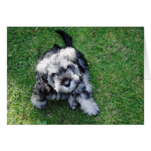Chiot de Schnauzer miniature