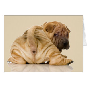 Chiot de Shar-pei de Chinois