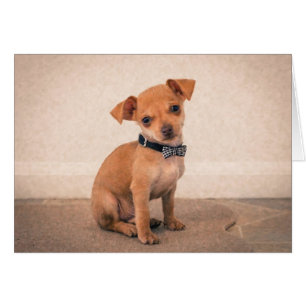 Chiot de tasse de thé