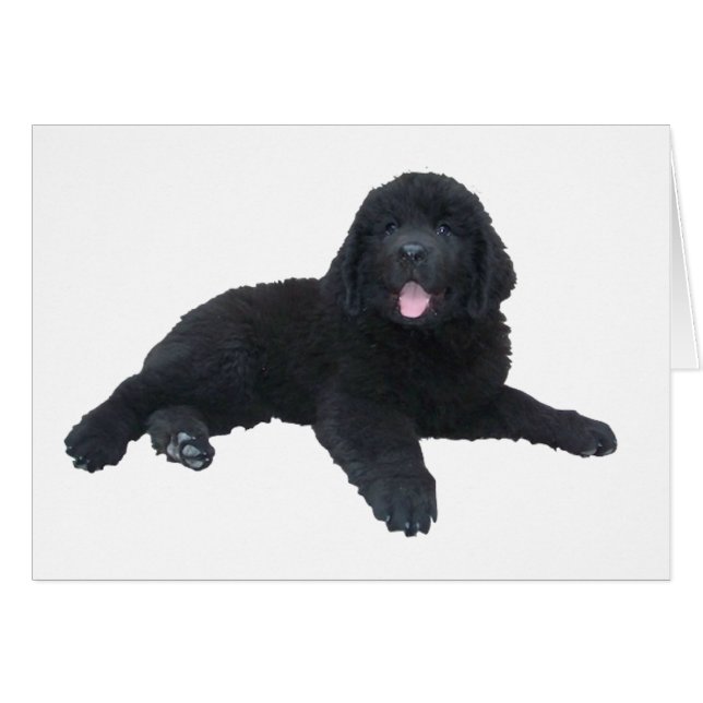 Chiot de Terre-Neuve (Devant horizontal)