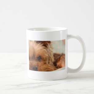 chiot de yorkie de tasse de thé