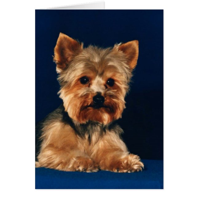 Chiot de Yorkshire Terrier (Devant)