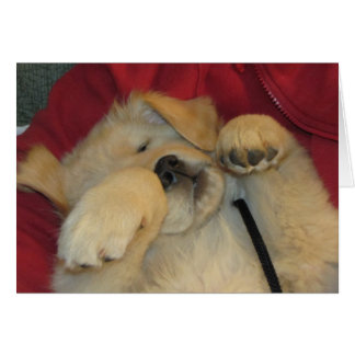 Chiot d'or confortable