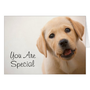 Chiot d'or de Labrador