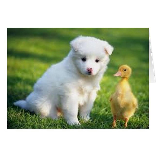 Chiot et canard (Devant horizontal)