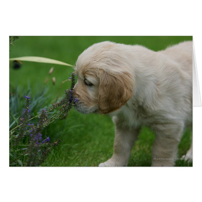 Chiot Golden Retriever (Devant horizontal)