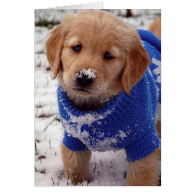 Chiot Golden Retriever (Devant)