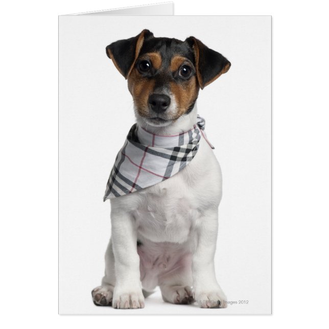 Chiot Jack Russell Terrier (4 mois) (Devant)