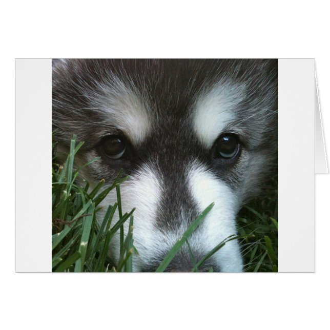 Chiot malamué de l'Alaska (Devant horizontal)