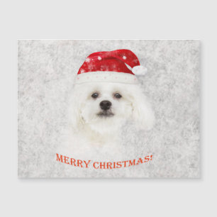 Chiot maltais de Noël congelé