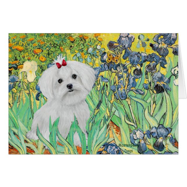 chiot MALTAIS - Iris (Devant horizontal)