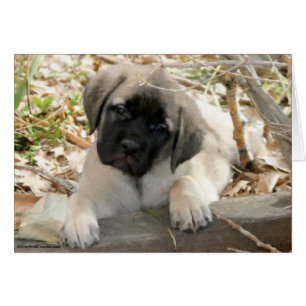 Chiot mastiff dans les bois