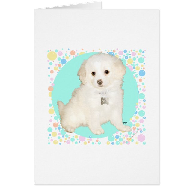 Chiot mélange Poodle / Bichon célèbre la vie (Devant)
