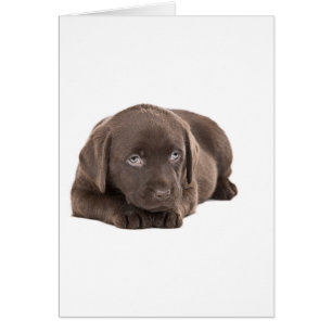 Chiot mignon de Labrador de chocolat
