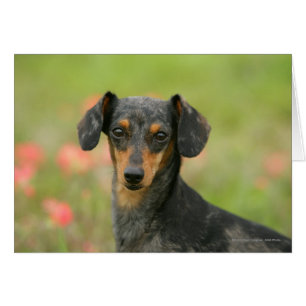 Chiot miniature à poil lisse en regard