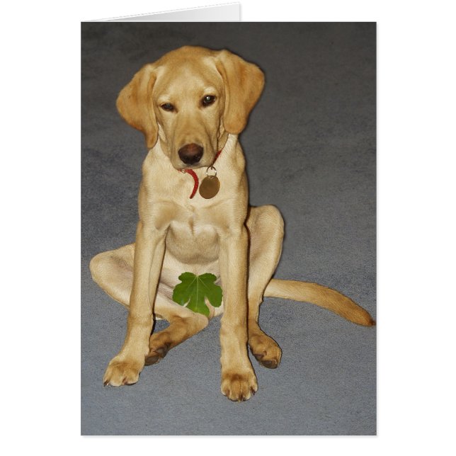 Chiot modeste (Devant)