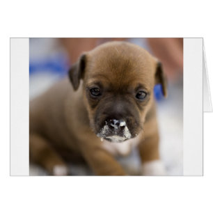 Chiot Mucky