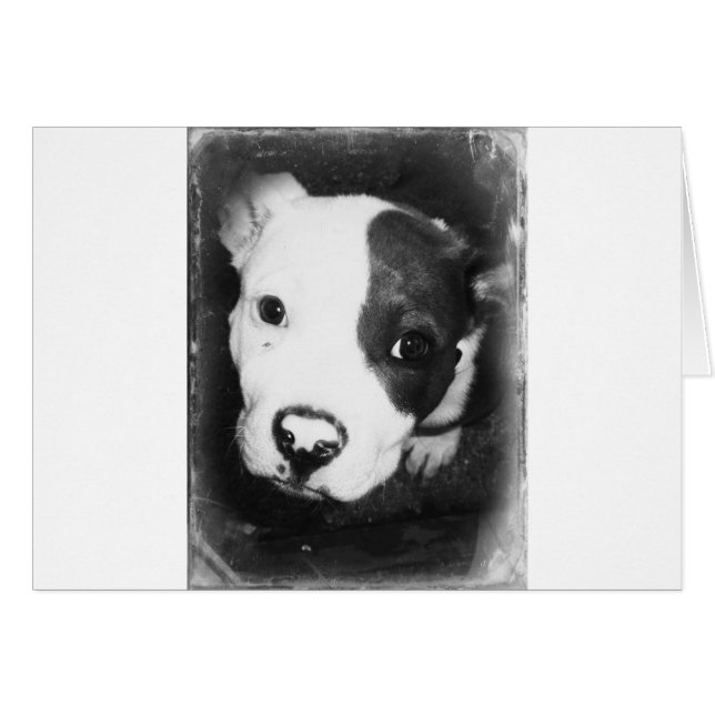 Chiot Pitbull au nez bleu (Devant horizontal)