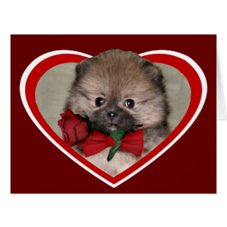 Chiot poméranien de Saint-Valentin