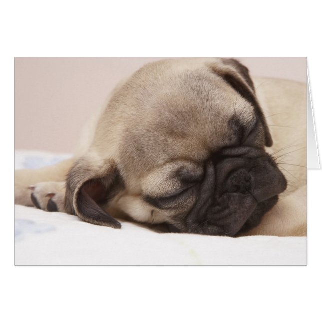 Chiot qui dort rondement (Devant horizontal)