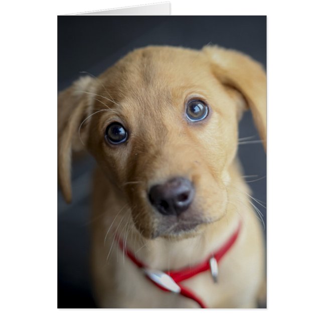 Chiot Red Fox Labrador (Devant)