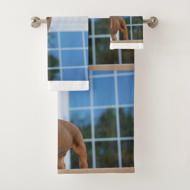 chiot roux et blanc (En situation)