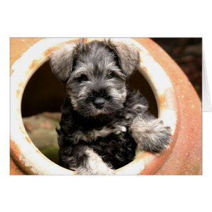 Chiot sur carte postale