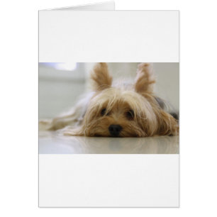 chiot terrier du yorkshire animal mignon visage ye