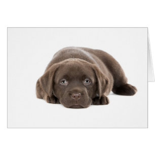 Chiot ultra mignon de Labrador