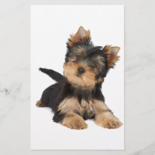 chiot yorkie mignonne