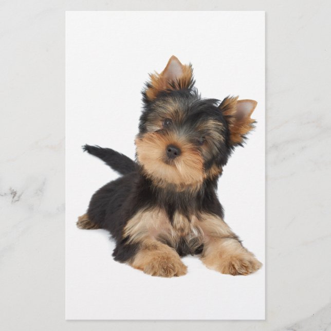 chiot yorkie mignonne (Devant)