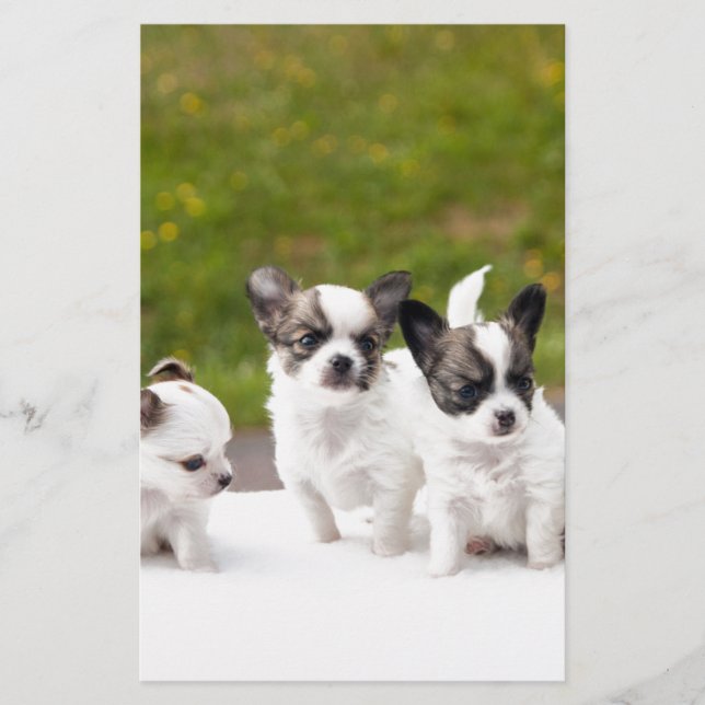 chiots-453532.jpg (Devant)