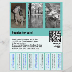 chiots à vendre prospectus modèle code QR