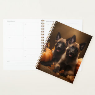 Chiots Berger Belge Délice d'Automne Citrouille