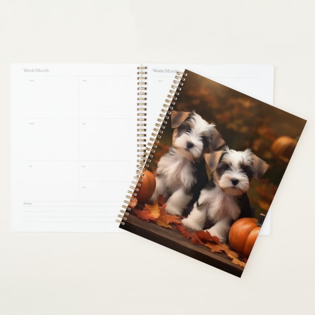 Chiots Biewer Terrier Automne Délice Citrouille (Devant avec enveloppe)