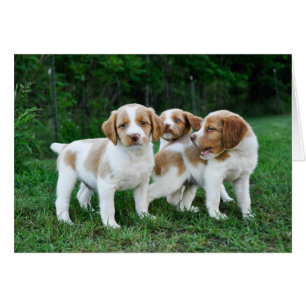 Chiots bretons