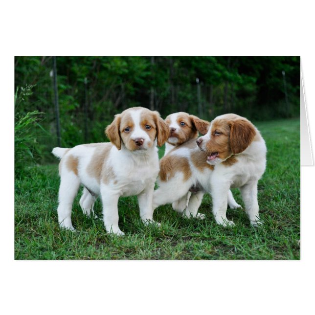 Chiots bretons (Devant Horizontal)
