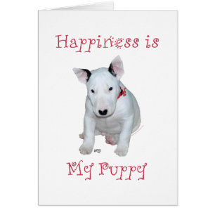 Chiots Bull Terrier