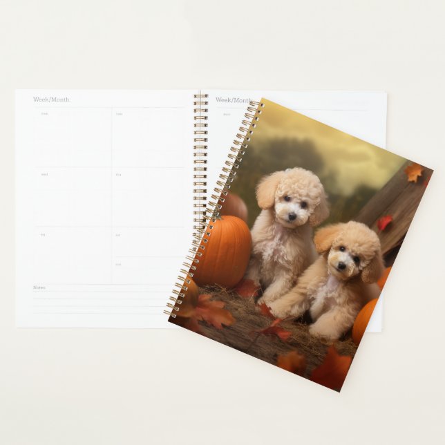 Chiots Caniches Délice d'Automne Citrouille (Devant avec enveloppe)