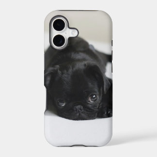 Chiots Carlin Noir