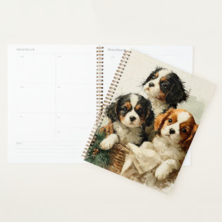 Chiots Cavalier King Charles Spaniel