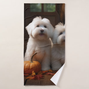 Chiots Coton De Tulear Délice d'Automne Citrouille