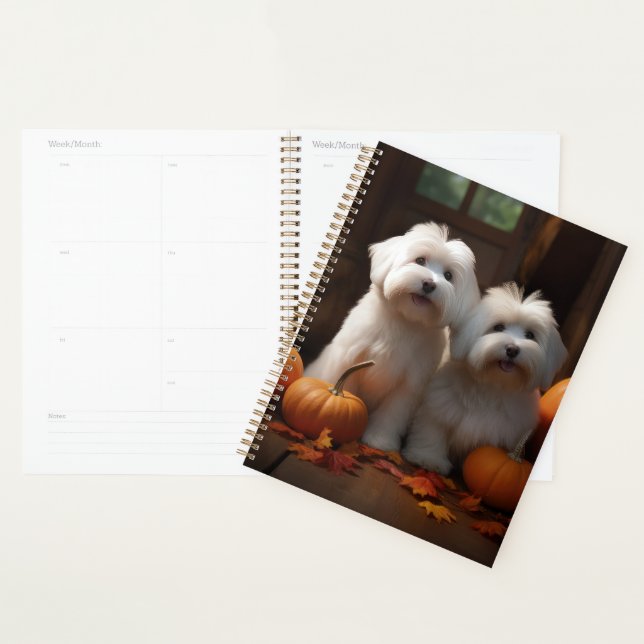 Chiots Coton De Tulear Délice d'Automne Citrouille (Devant avec enveloppe)