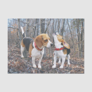 Chiots de beagle dans le papier de soie de soie en