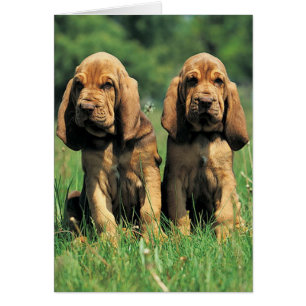 Chiots de Bloodhound