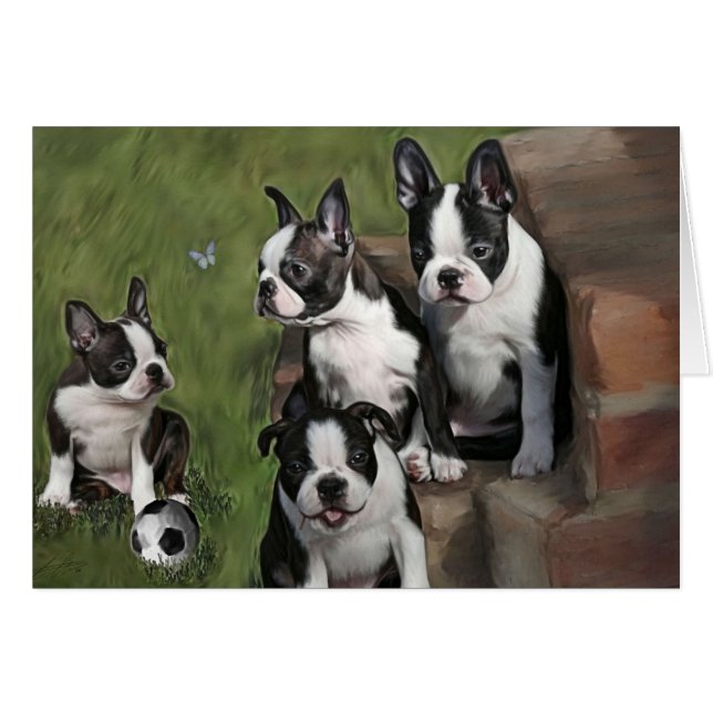 Chiots de Boston Terrier (Devant horizontal)