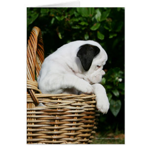 Chiots de boxeur dans le panier