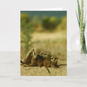 Chiots de favoris - carte 19 de KMP