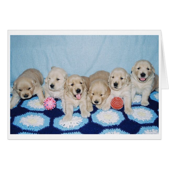 Chiots de Golden Retriever (Devant horizontal)