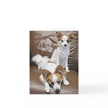 Chiots de Papillon 6 mois de carte de note